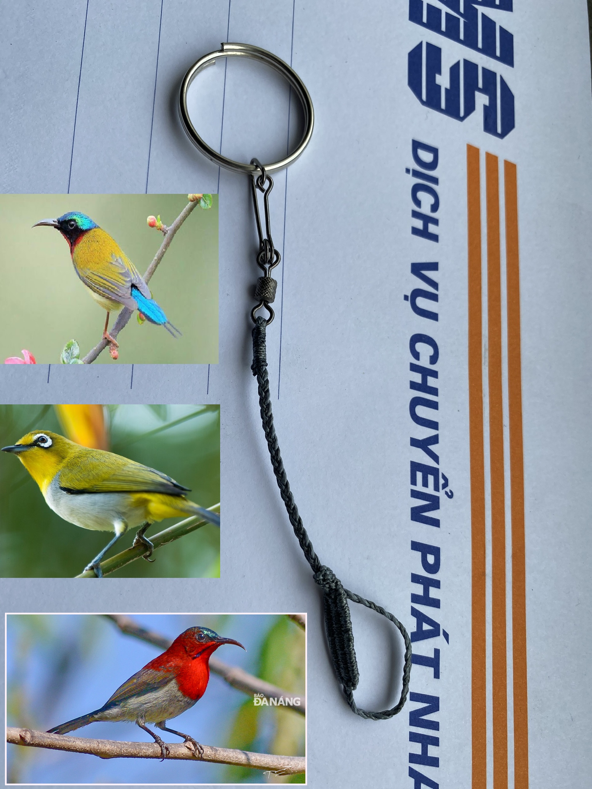 Hướng dẫn lựa và nuôi chim vành khuyên cơ bản | Farmvina Thú Cưng