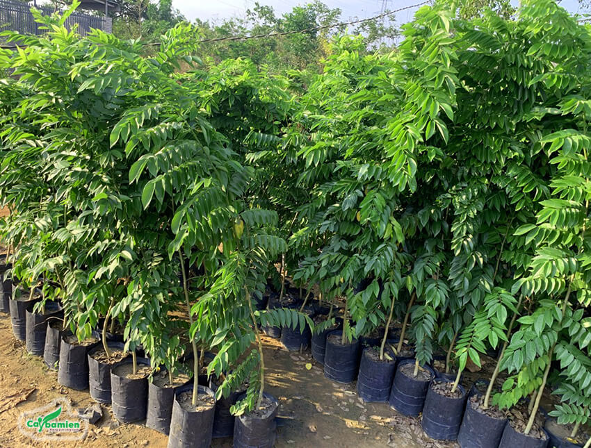 Hạt giống cây Sưa Đỏ (Huỳnh Đàn, Trắc Thối, Huê ) CT500 - Gói 20 hạt