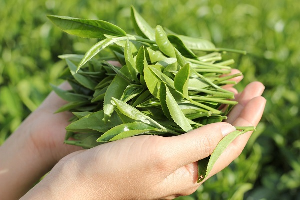 Chè búp Thái nguyên loại 200k/1kg