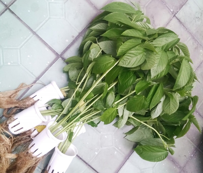 [HCM]Hạt Giống Rau Đay Xanh - Gói 20gr
