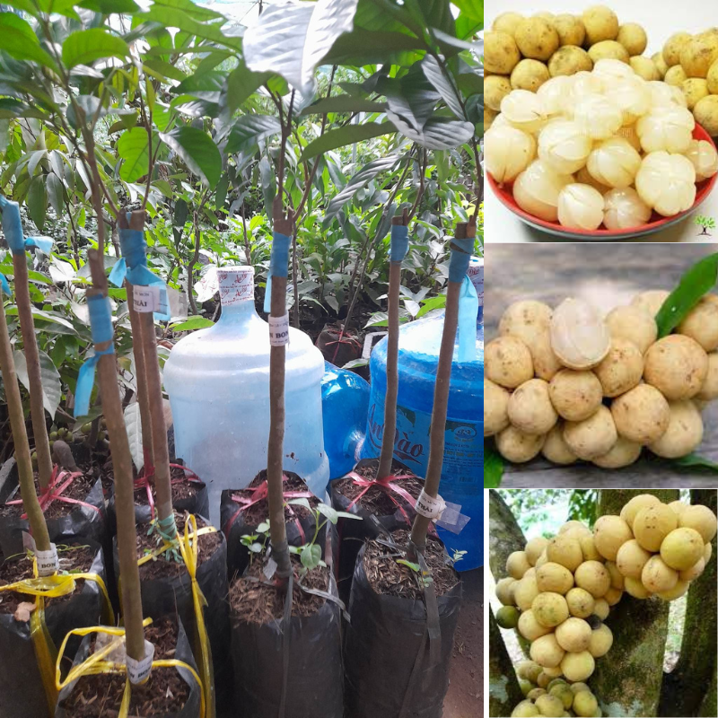 Giống Bòn Bon Thái Lan-Cây ăn trái+Tặng kèm phân Trùn Quế kích thích cây ra rễ
