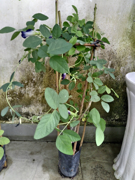 Cây hoa đậu biếc