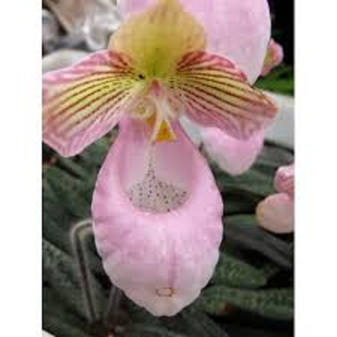 1 BÓ LAN HÀI MỐC HỒNG RỪNG TÂY BẮC, HOA NỞ DỊP TẾT - CÂY GIỐNG LAN RỪNG - HMH