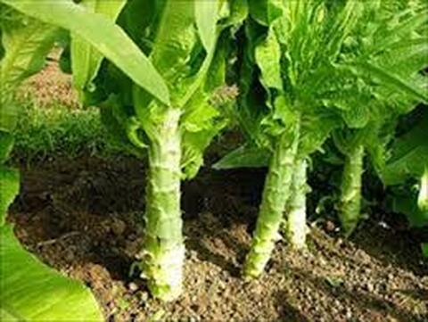 5gr hạt giống rau diếp tây