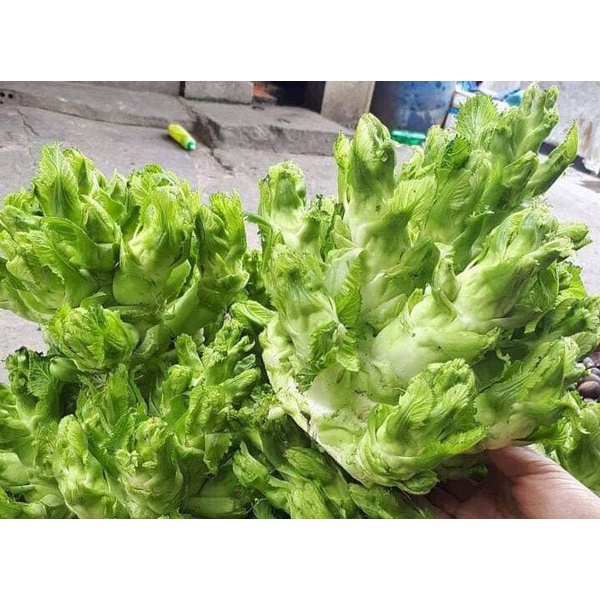200H - #Hạt_Giống_Cải_Mầm_Đá ( tặng kèm kích mầm và phân bón )