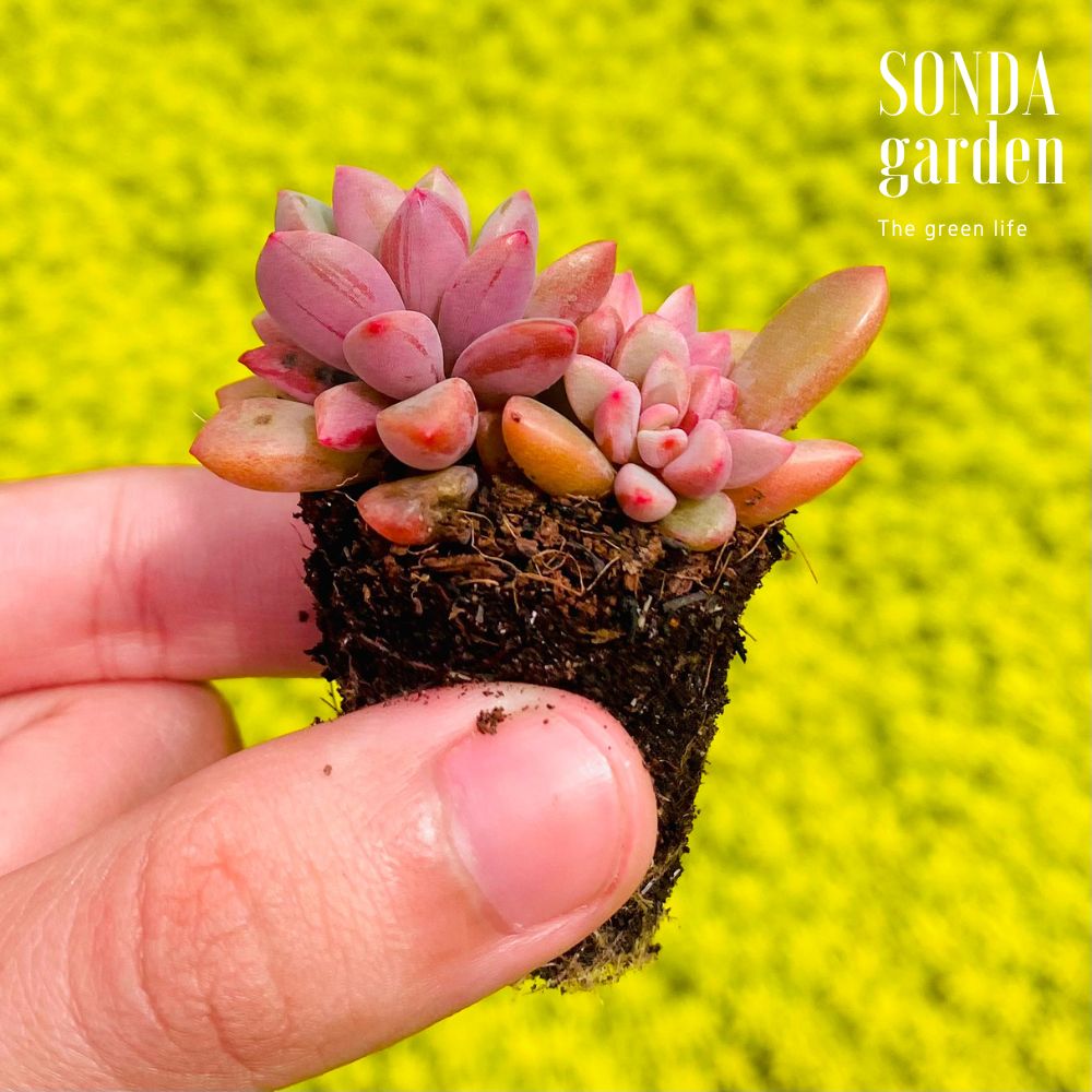 SEN ĐÁ AURORA GEM SIZE MINI SIÊU KHỎE ĐẸP LỖI 1 ĐỔI 1