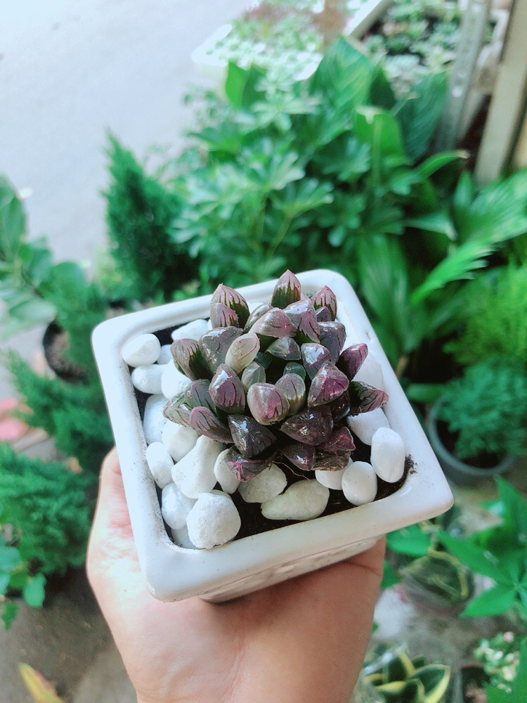 Chậu Kim Cương Tím