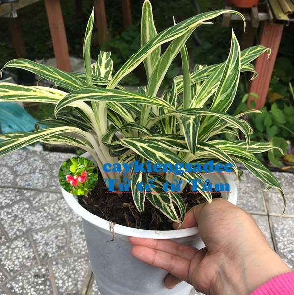 Cây thu tiền + tặng phân bón cho cây khỏe