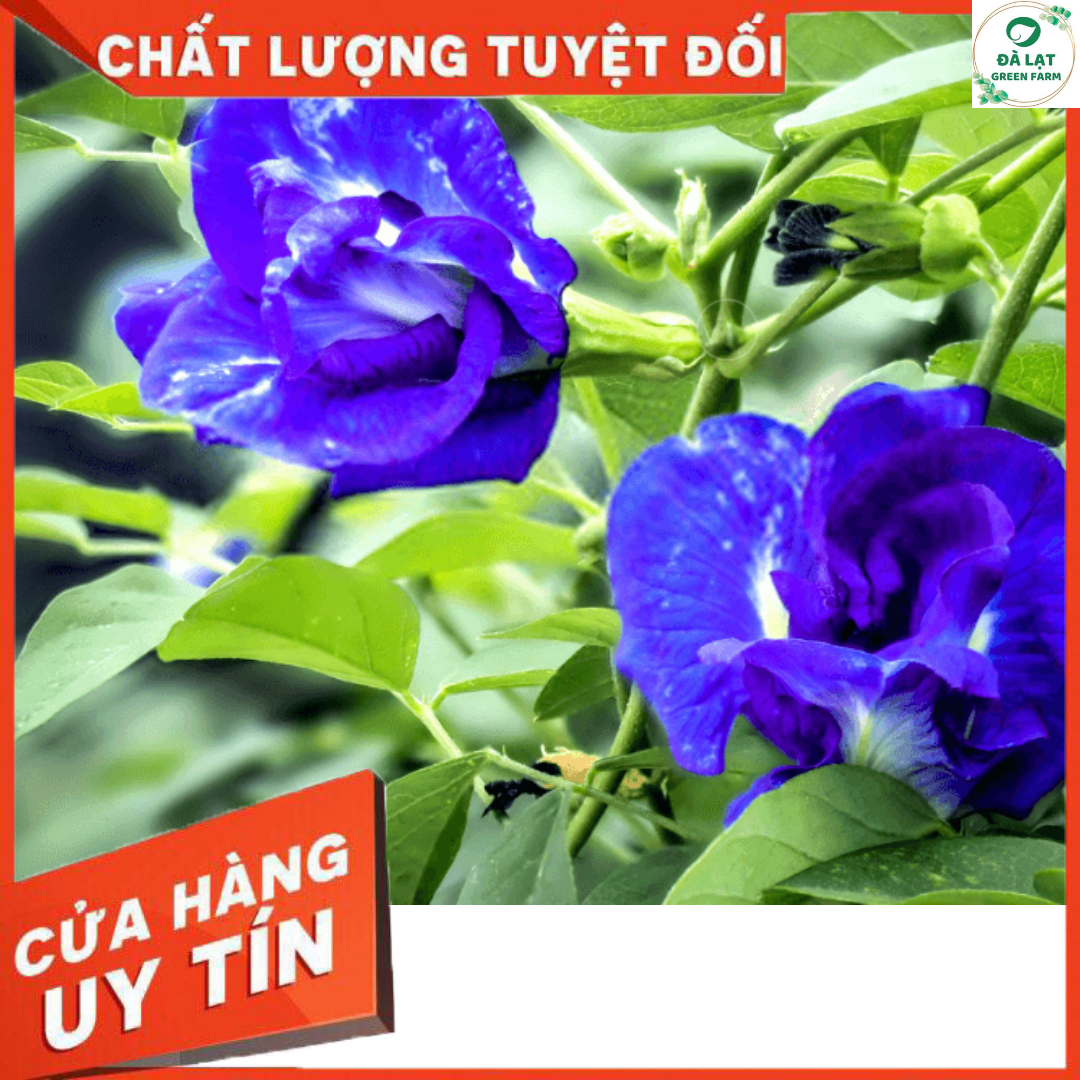 20H - HẠT GIỐNG HOA ĐẬU BIẾC KÉP