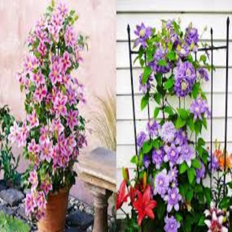 COMBO 2 CỦ hoa leo ông lão-củ giống