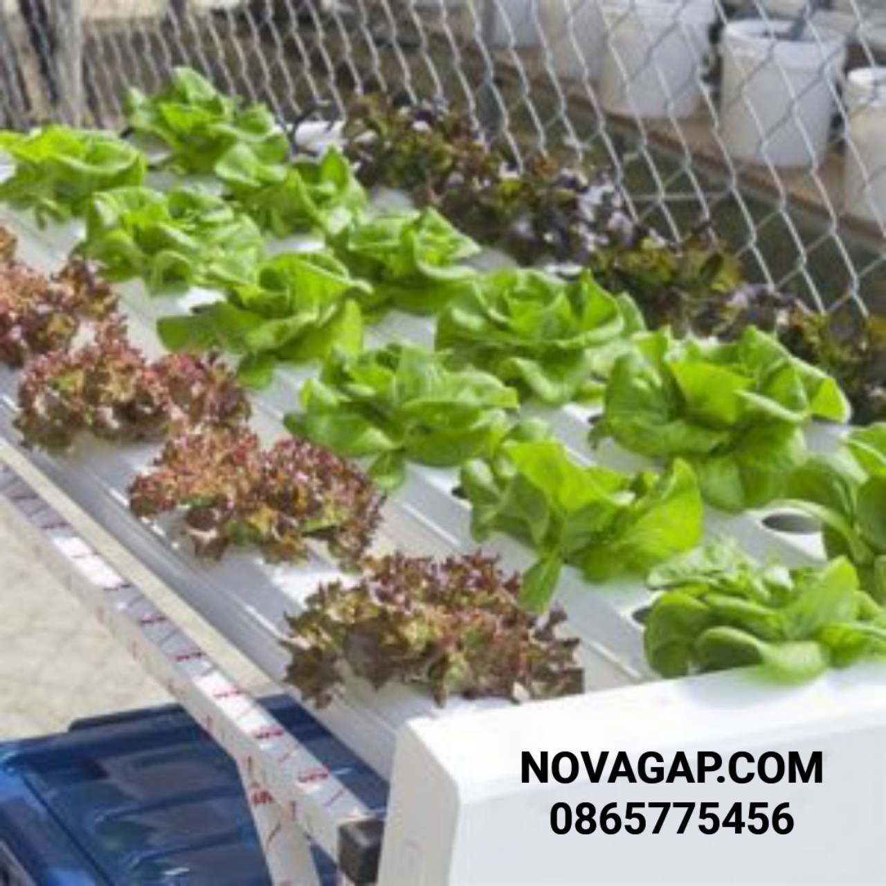 Dĩnh dưỡng thuỷ canh rau củ NOVA ISA cặp 2 lít