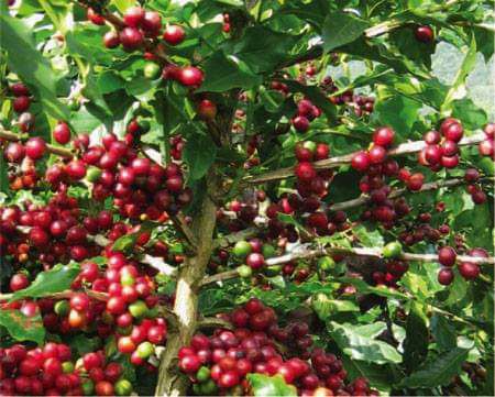 cây giống cà phê culi  siêu trái