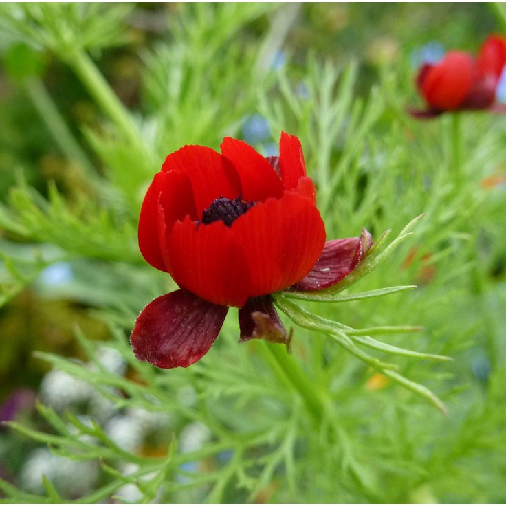 "Gói 100 "Hạt giống hoa Uyển hồng [Seeds]
