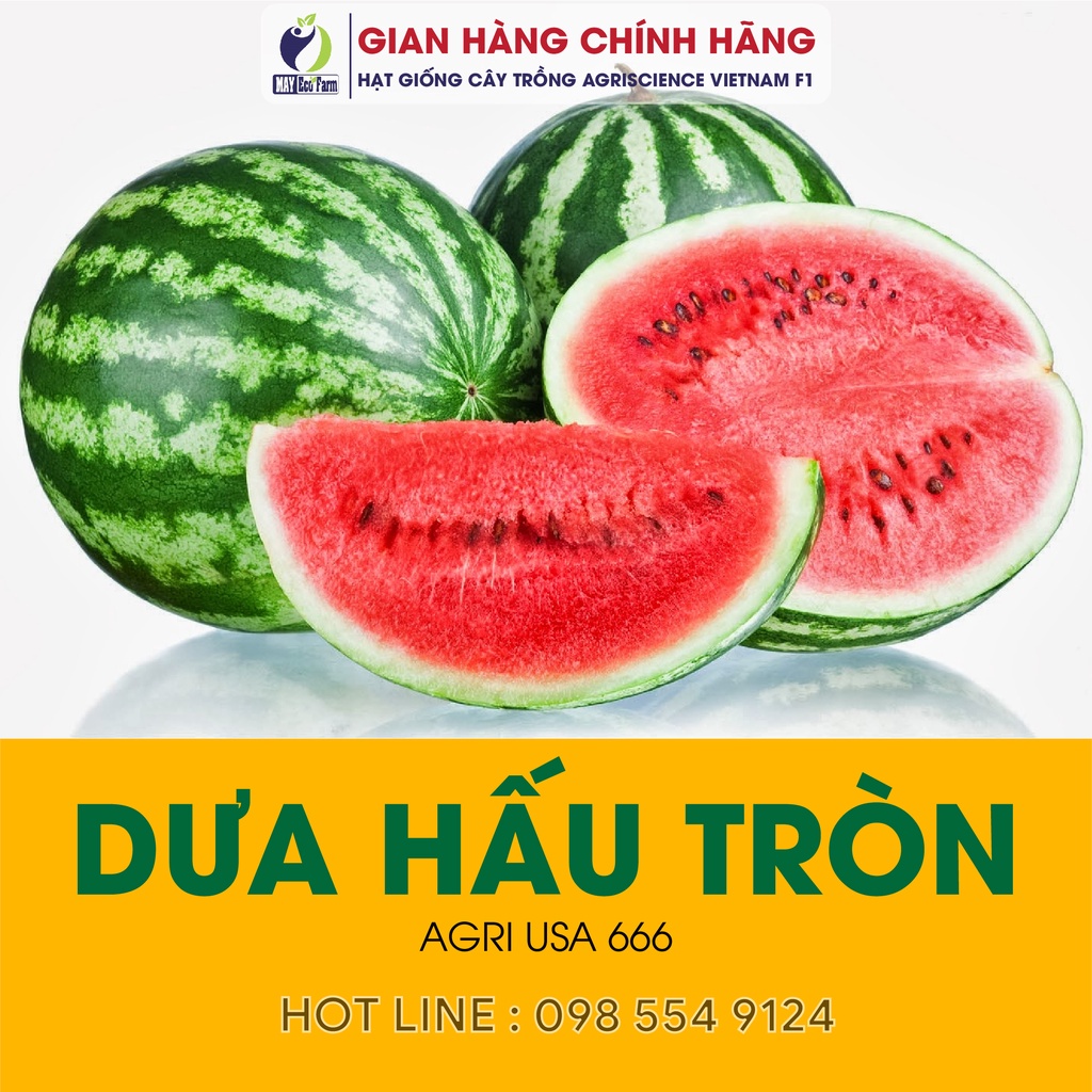 Hạt giống dưa hấu trái tròn sai trái 0.5gr - h2t farm