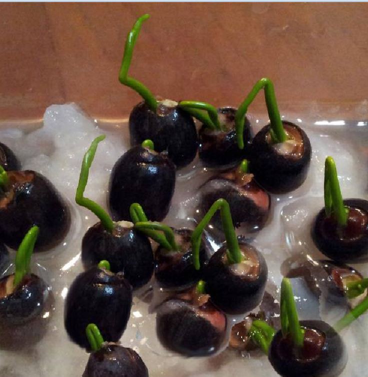 White Lotus Seeds (Pack of 5 Seeds)