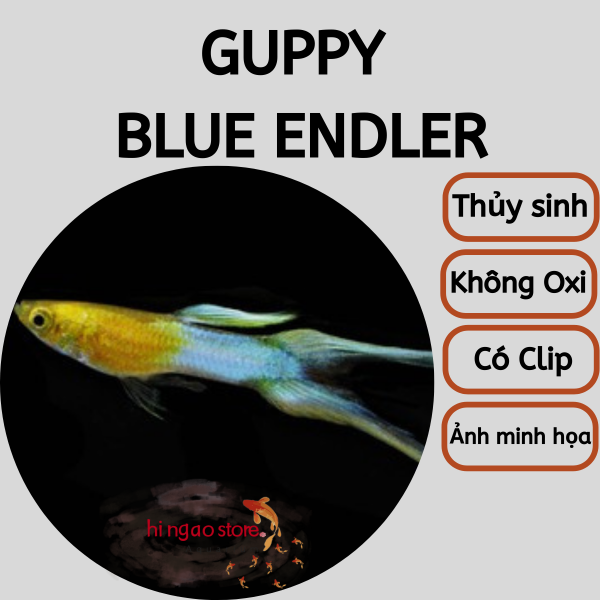 Guppy Blue Endler - Trang trí hồ Cá Bảy Màu | Hingaostore.