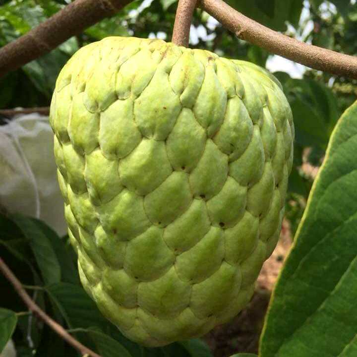 CÂY GIỐNG NA THÁI
