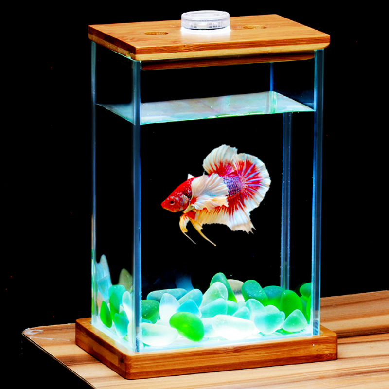 Bể cá chọi Betta-02