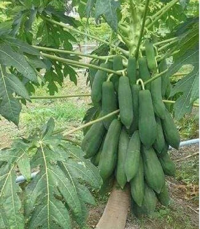 Hạt Giống Đu Đủ Lùn Siêu Trái ( gói 10 hạt ) - VTNT