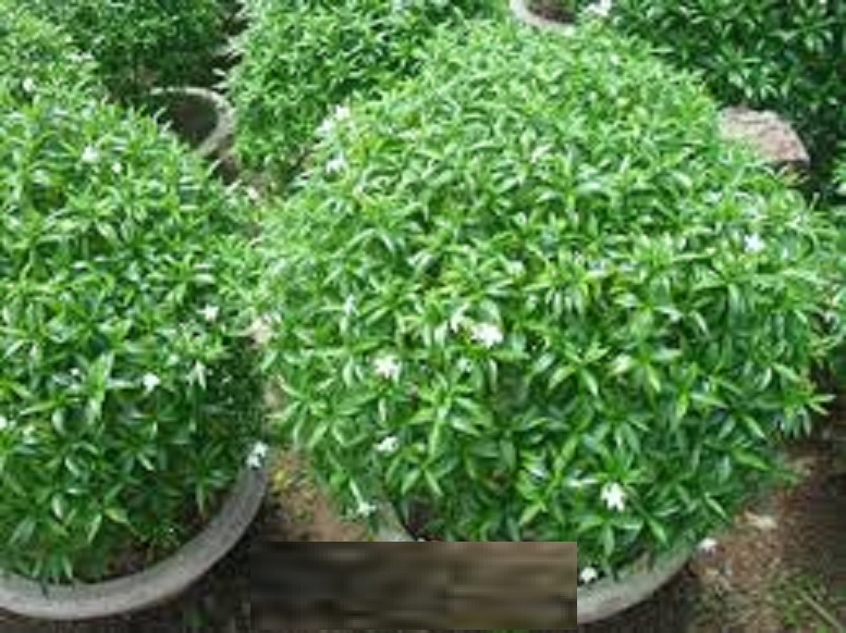 BẦU CÂY GIỐNG MAI VẠN PHÚC( CÂY MAI TIỂU THƯ)