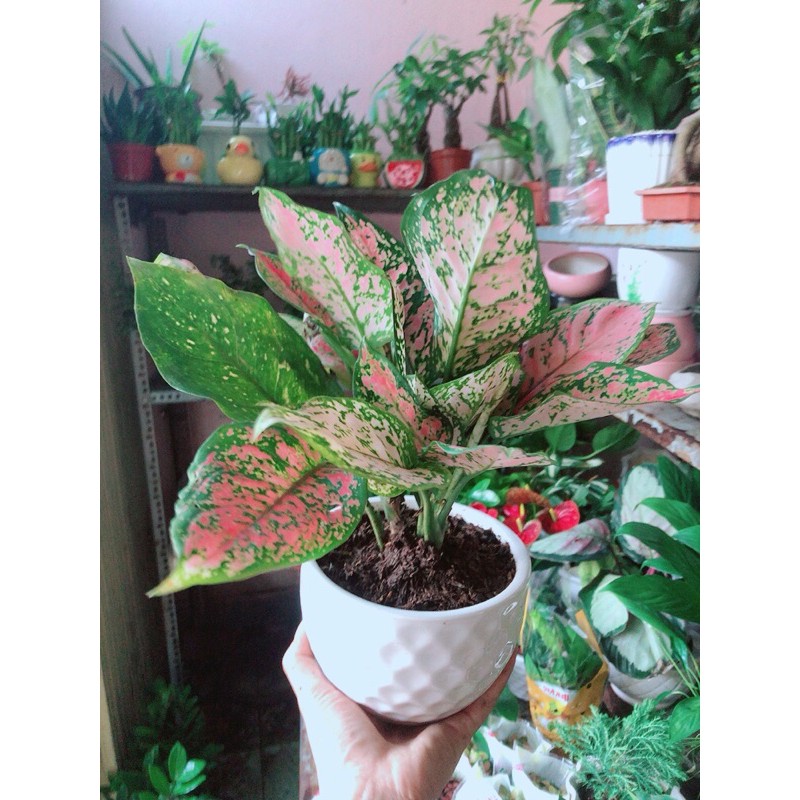 Chậu cây vạn lộc