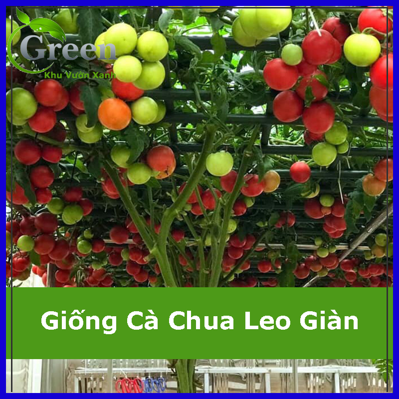Hạt giống cà chua leo giàn