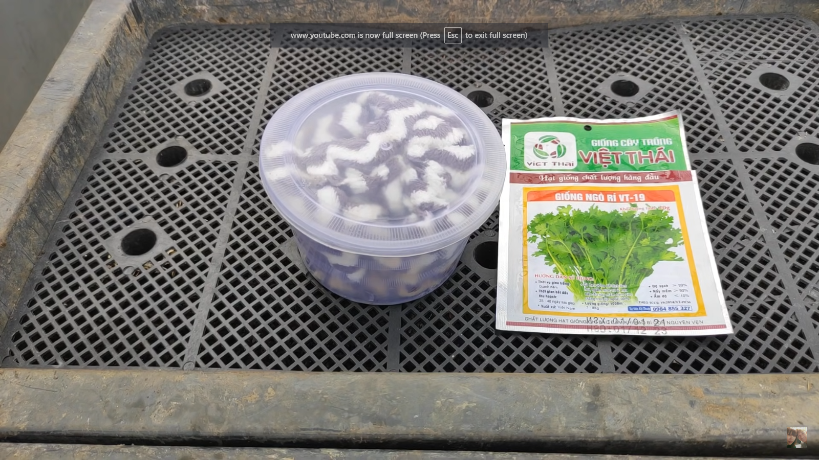 [HCM] Ngò rí Việt Thái 20g