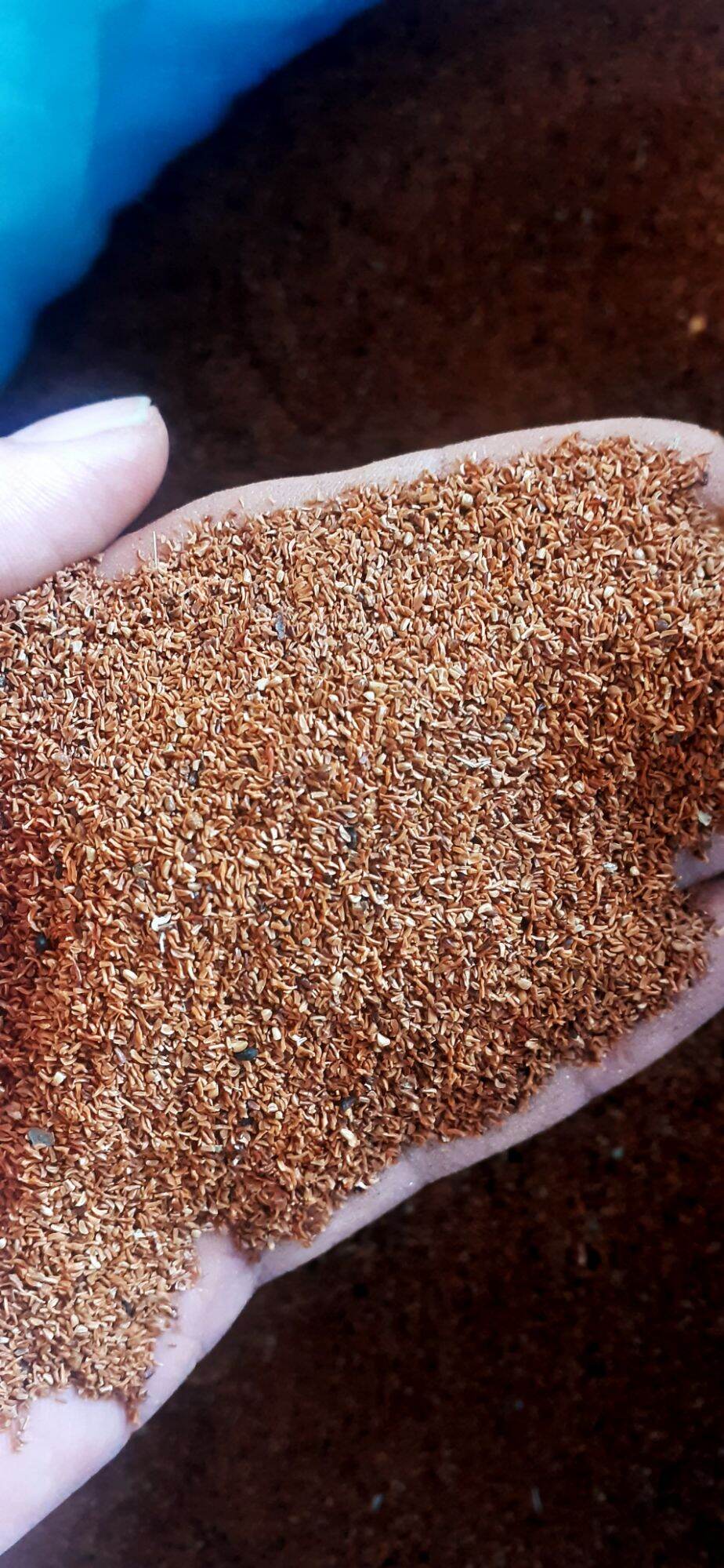 500gram hạt bạch đàn trắng giống