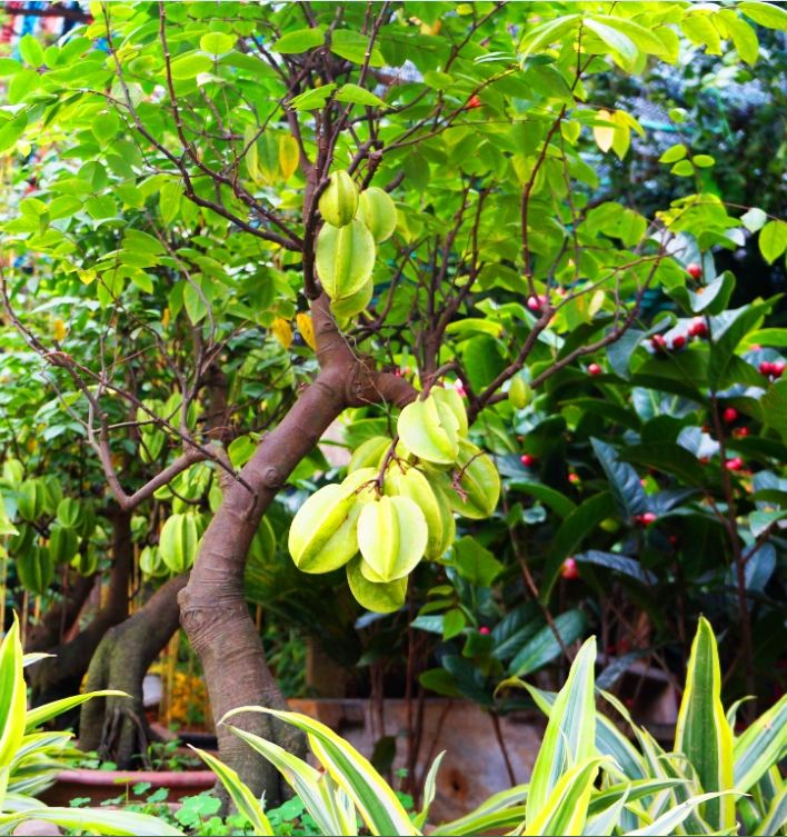 Hạt giống cây khế chua - 5 hạt/gói