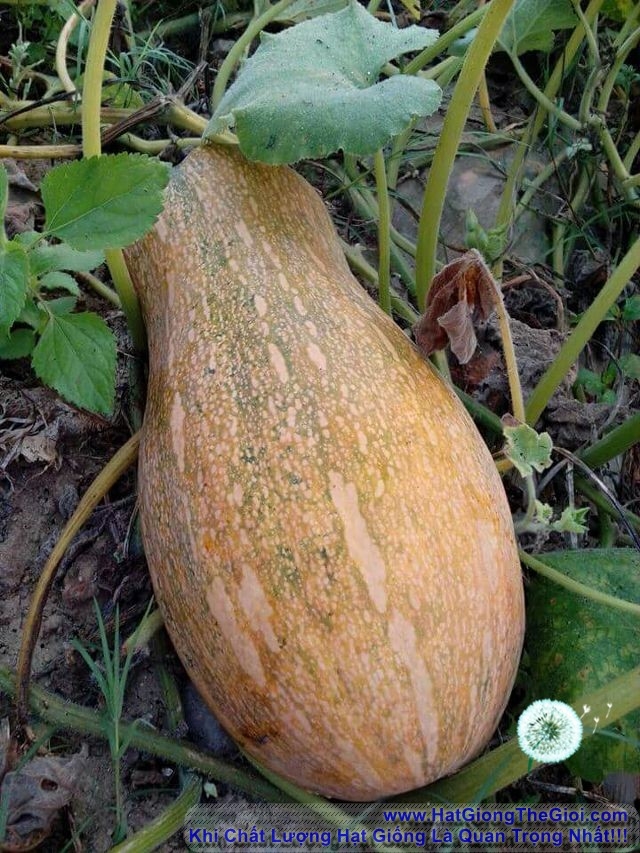 Hạt giống Bí Mật ( bí đỏ )  F1  - Gói 10 hạt
