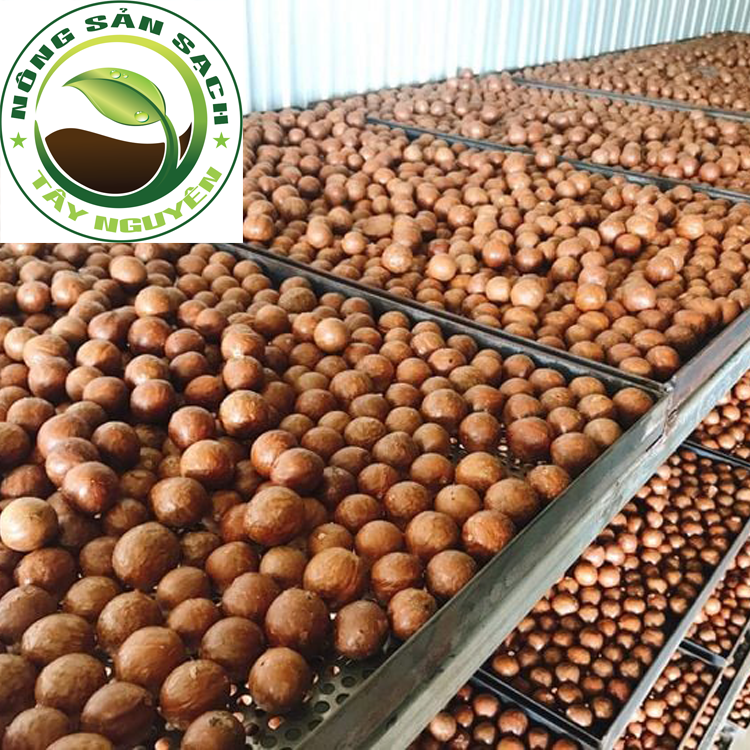 [HCM]500G Hạt mắc ca nứt vỏ - Hạt macca đắk lắk - Hạt macca (tặng kèm dụng cụ tách vỏ)