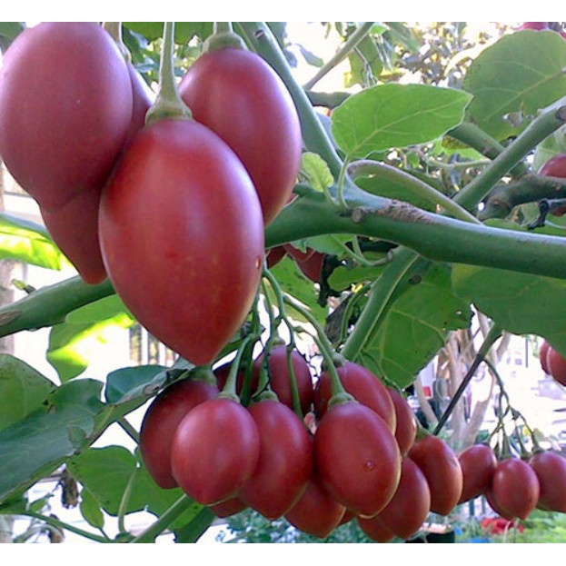 Cây cà chua thân gỗ (có bảo hành được kiểm tra hàng)