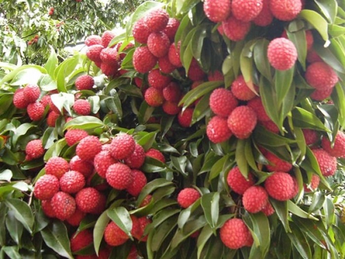 Cây VẢI THIỀU KHÔNG HẠT CẤY MÔ  (tem chuẩn giống)