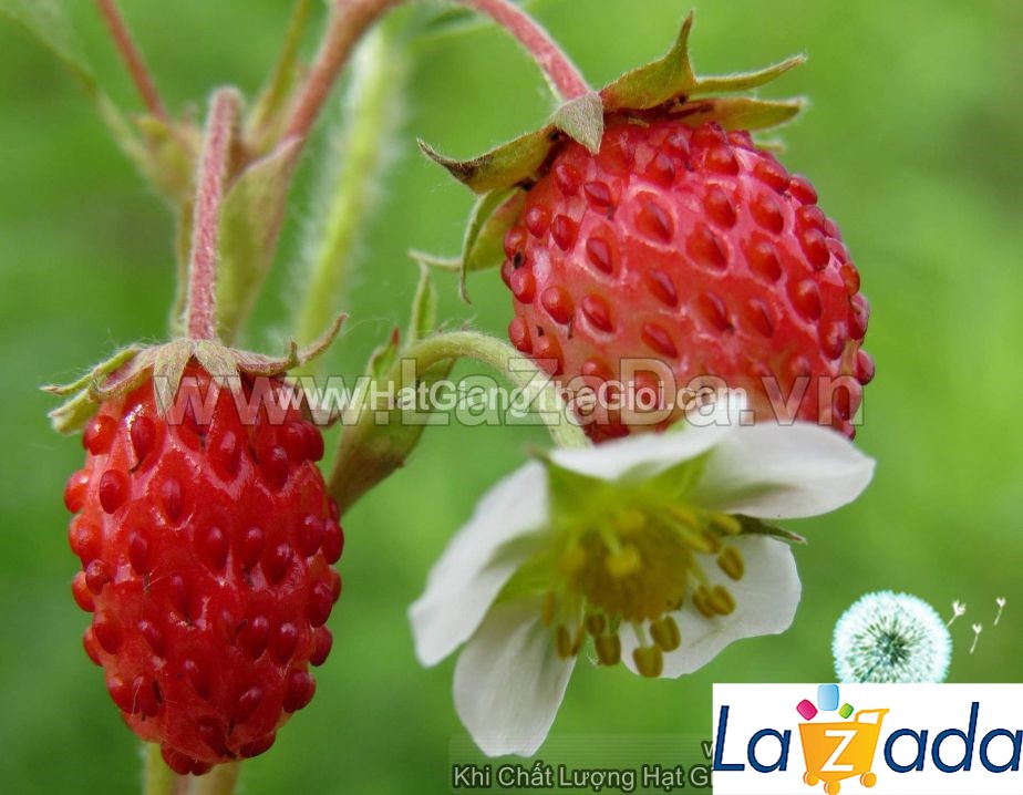 1000.HẠT Hạt Giống Dâu Tây (| A1*W22)