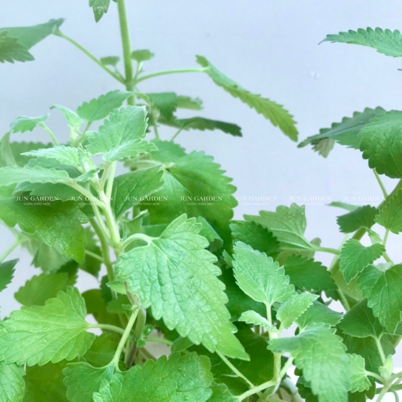 Cây Bạc Hà Mèo JUN GARDEN Catnip Và Catmint