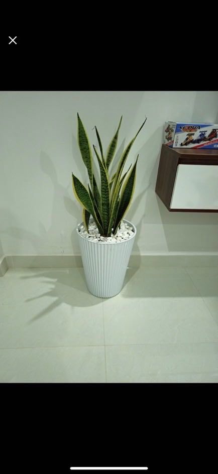 Chậu nhựa cao sọc gân có 2 size (có dĩa lót)