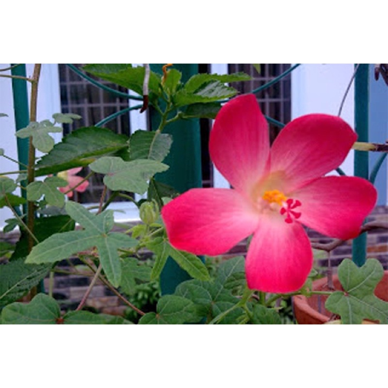 Củ lan đài - màu hồng phấn (tặng 2 củ huệ trắng)