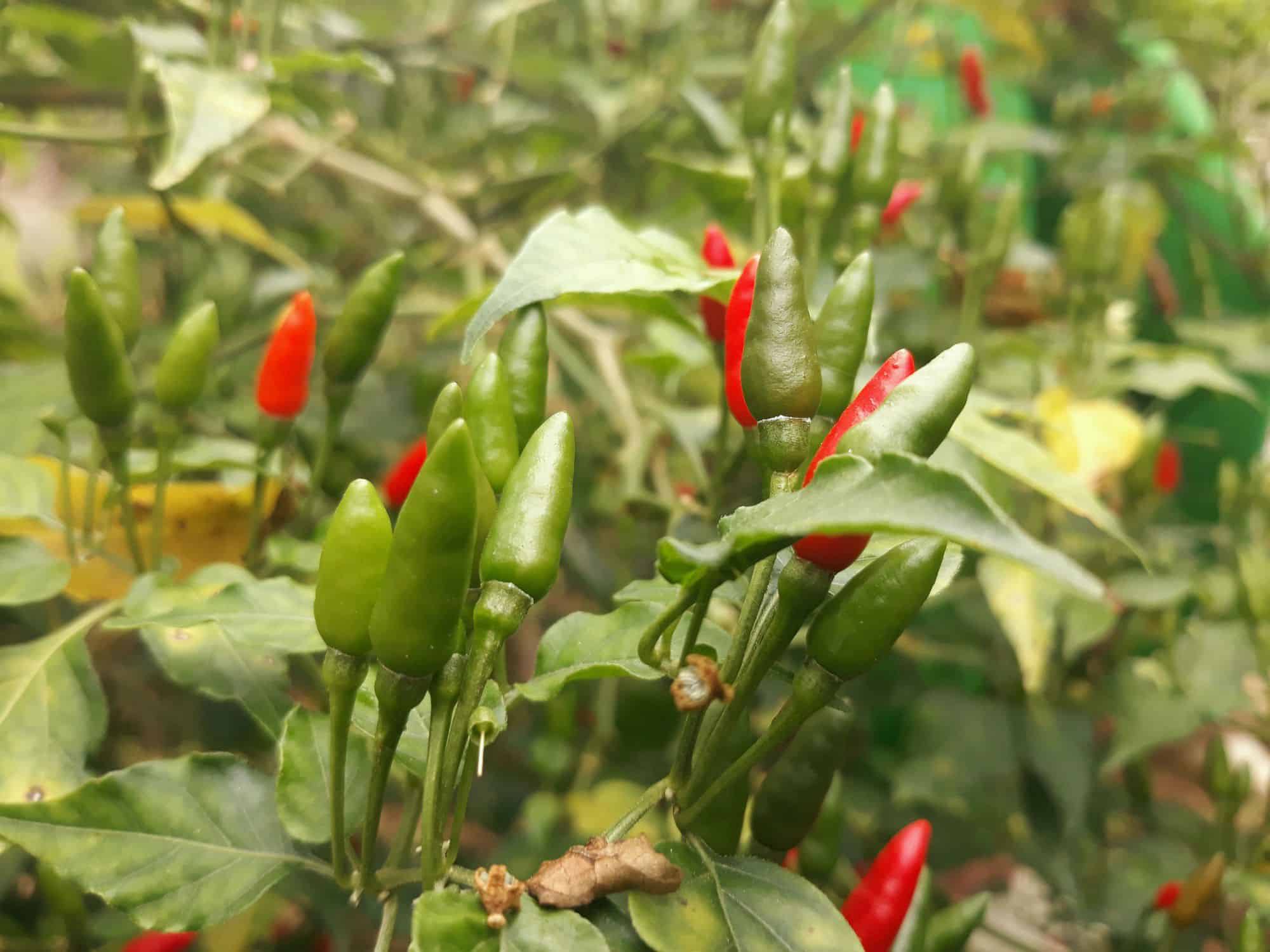 Hạt Giống Ớt Xiêm Rừng