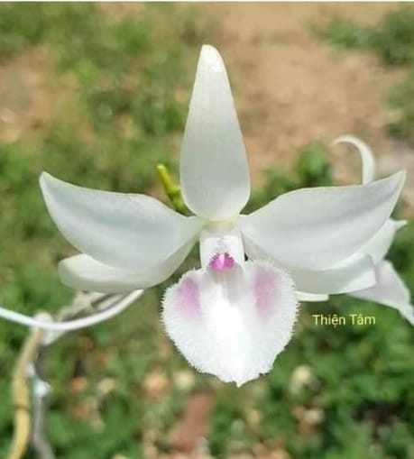 Lan phi điệp đột biến 5 cánh trắng thiện tâm - hoa siêu đẹp giá rẻ