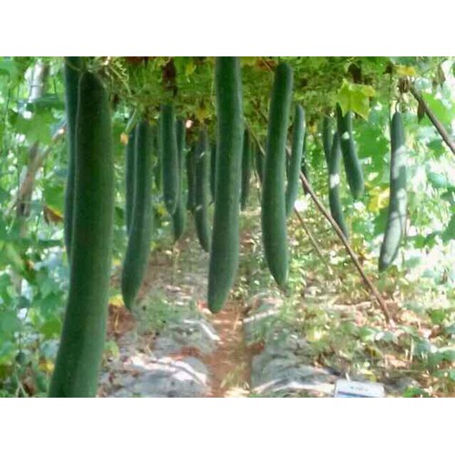 Hạt giống Bí xanh ( Bí sặt)