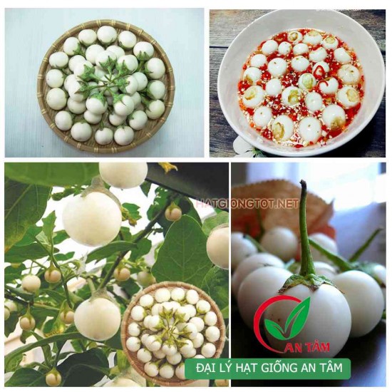 "Gói 0,5gram " Hạt giống cà bát trắng cao sản