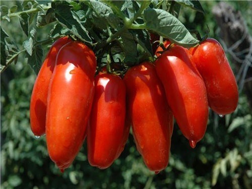 Hạt giống cà chua chuối ( cà chua ngón tay đỏ ) 30 hạt/gói