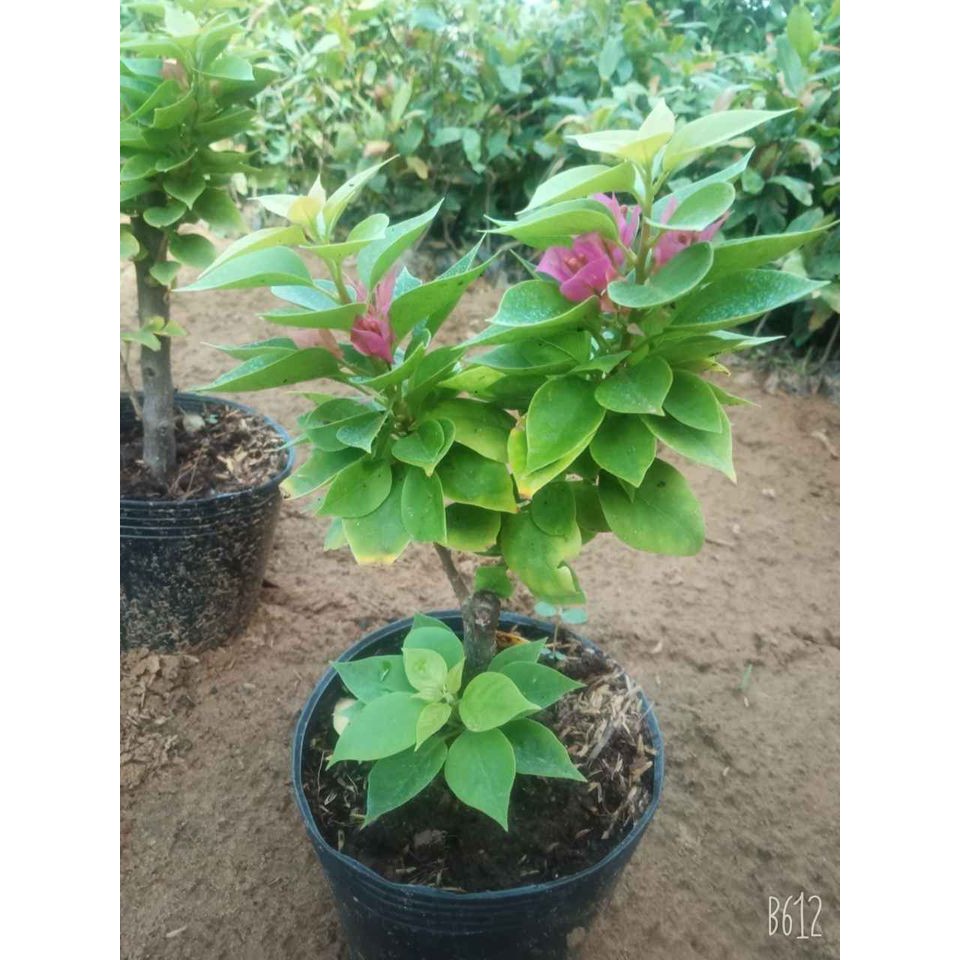 Giá Gốc - 05 cây hoa giấy mỹ giống