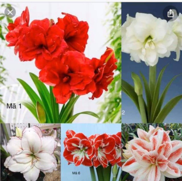 Củ lan huệ kép đại bự , cây quá đẹp