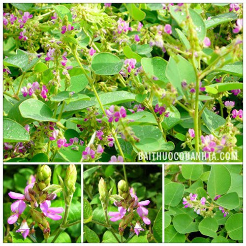 Hạt giống Kim tiền thảo -cây dược liệu - 50 hạt
