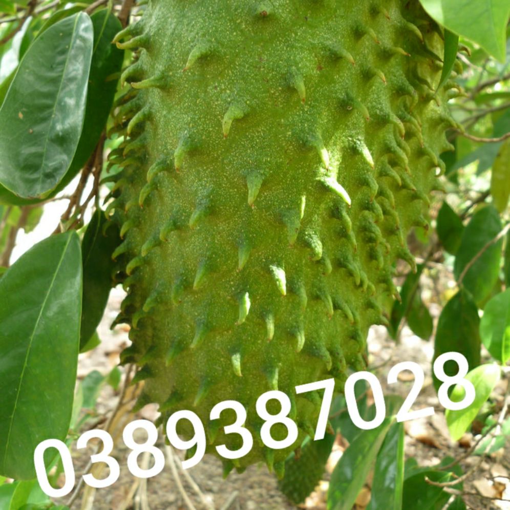 Lá mãng cầu siêm,500g