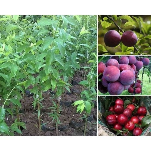 Cây giống mận tím chín sớm bắc hà + tặng 2 cây quế giống