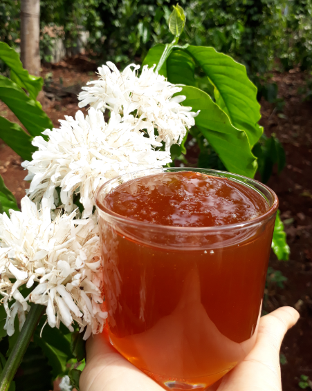 1 LÍT MẬT ONG HOA CÀ PHÊ DAKLAK