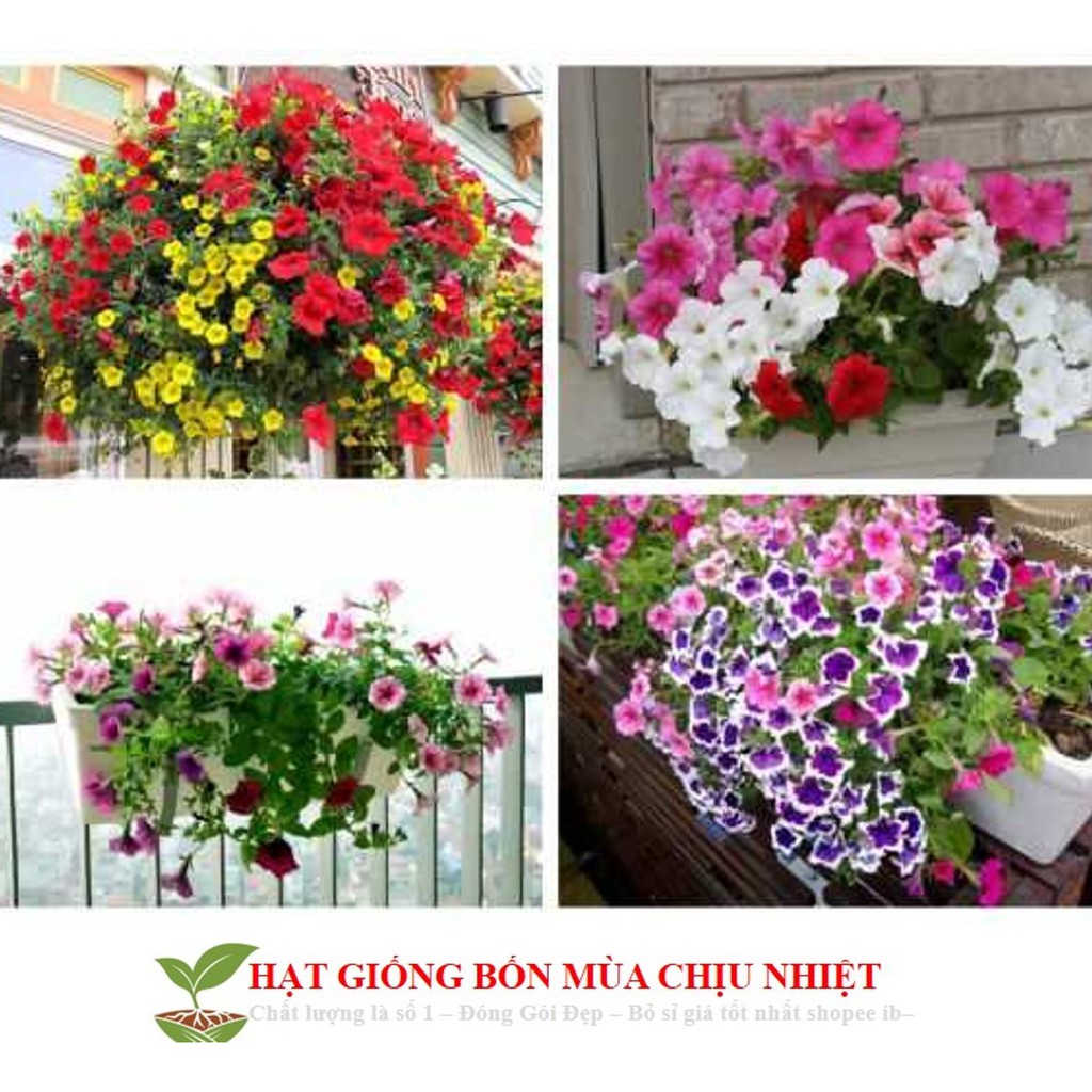 HG6 Hạt Giống Dạ yến thảo Mix 100 Hạt/ Gói