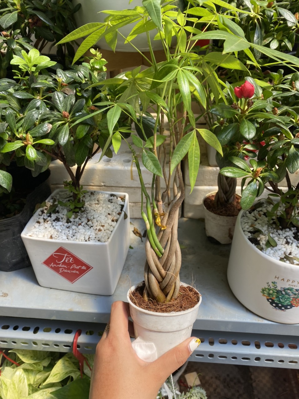 KIM NGÂN THẮT BÍM 3-5 GỐC (TẶNG SỎI)